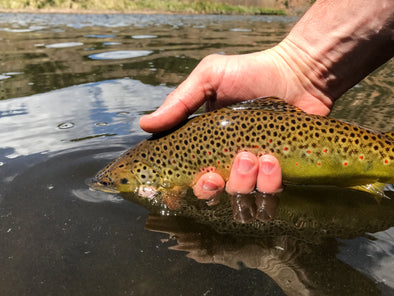 Protecting Trout in Hot Weather
