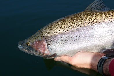 Ready for Ice Off? Check Out These Stillwater Fly Fishing Tips