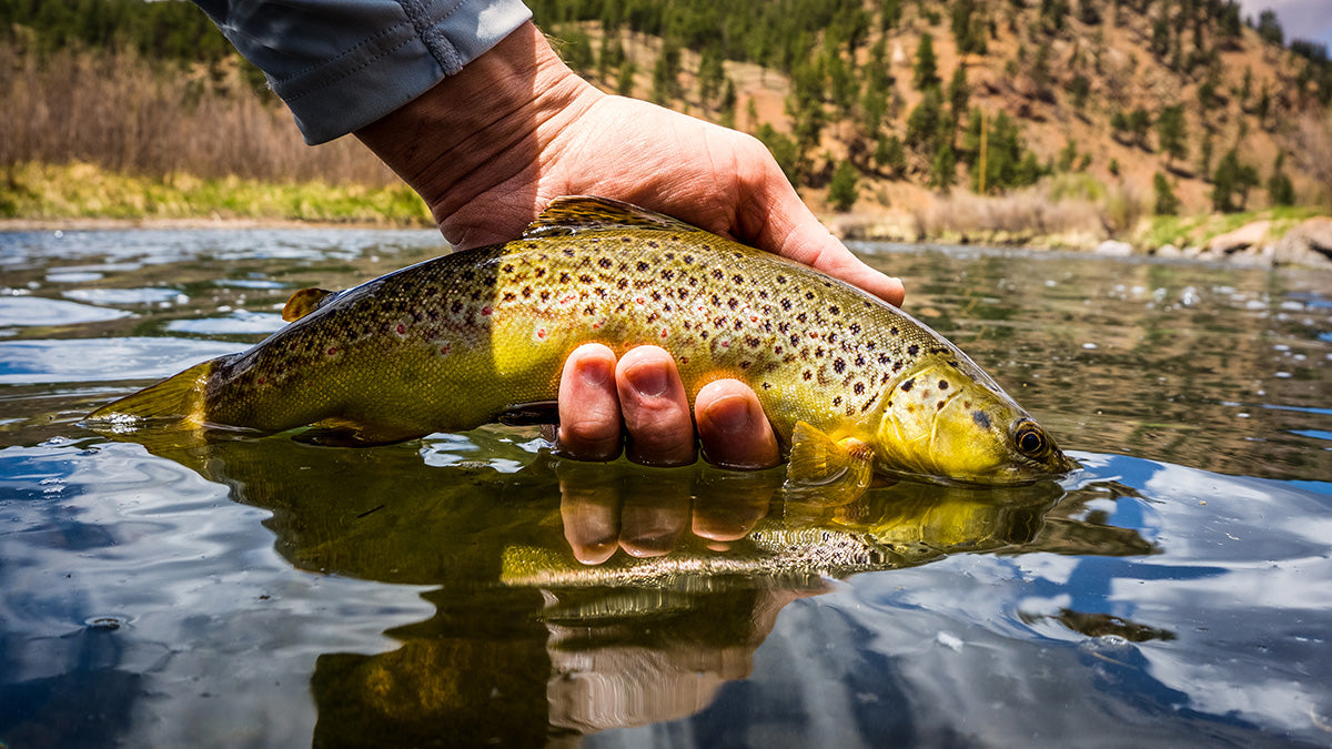 3 Tips For Fall Streamer Fishing – Mystic Outdoors