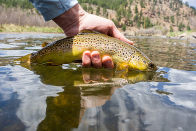 5 Tips to Take Your Spring Trout Game to the Next Level