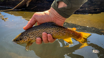 4 Tips to Finding Great Fishing During Runoff