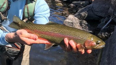 Spawning Season: How to Identify and Protect Rainbow Trout Redds